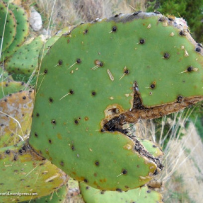 Pacman cactus